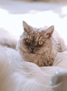 Cosplay 日奈娇 - 猫娘女仆